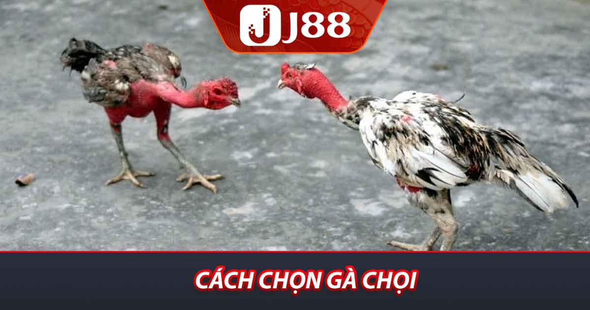Cách chọn gà chọi