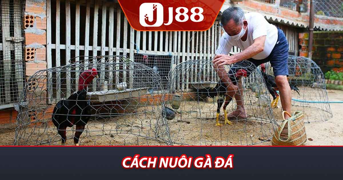Cách nuôi gà đá