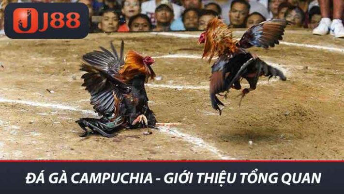 Khám Phá Đá Gà Campuchia J88 - Những Điều Bạn Cần Biết 2 Đá gà Campuchia - Giới thiệu tổng quan