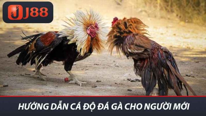 Hướng Dẫn Cá Độ Đá Gà J88 Cách Chơi Và Chiến Lược Hay 2 Hướng dân cá độ đá gà cho người mới