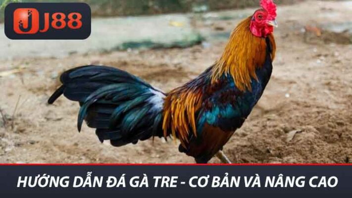 Hướng Dẫn Đá Gà Tre J88 Chi Tiết Từng Bước Để Chiến Thắng 2 Hướng dẫn đá gà tre - Cơ bản và nâng cao